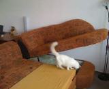 gebrauchte Möbel Bettcouch