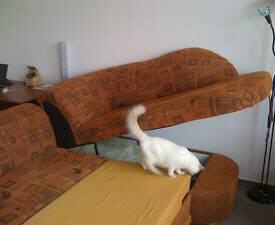 gebrauchte Möbel Bettcouch